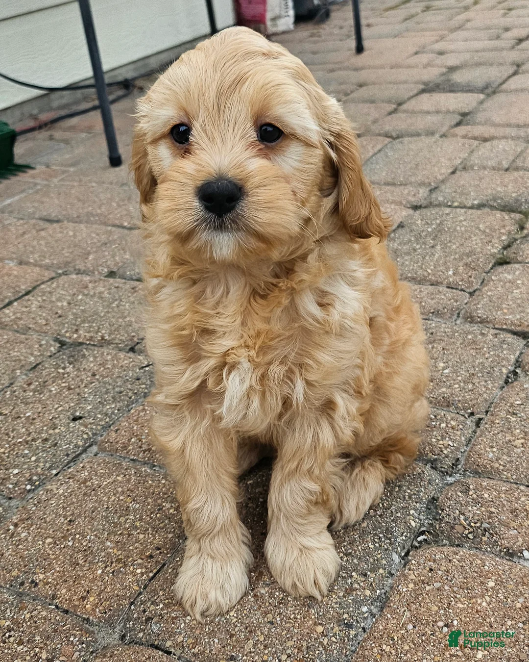 Cavapoo dogs for sale: Peanut🥜 - Ad 1