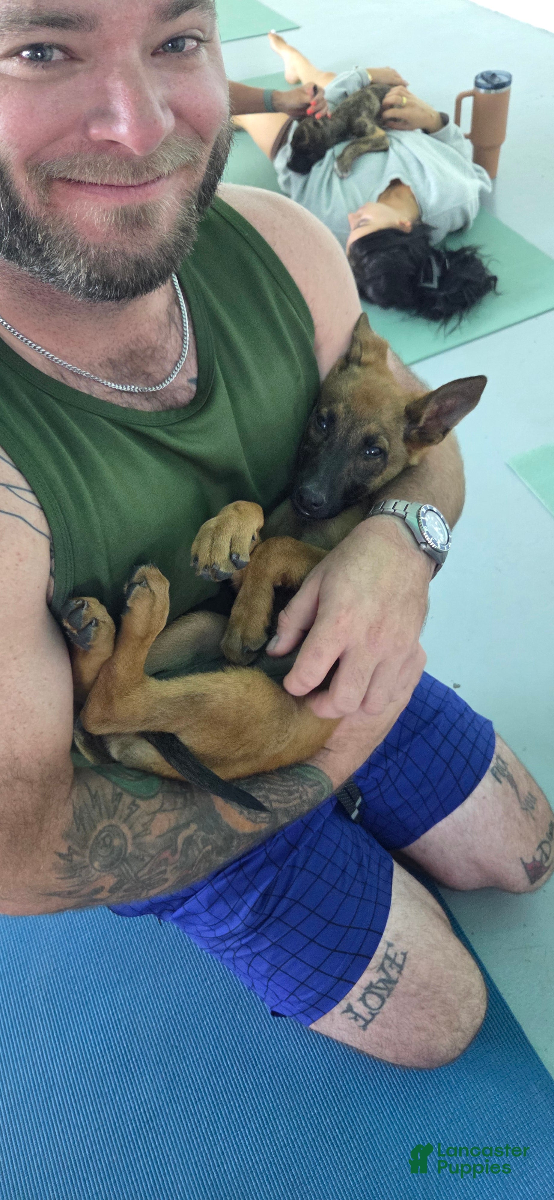 Belgian Malinois dogs Malinois M - Ad 42