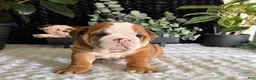 English Bulldog dogs for sale: Mack - Ad 5