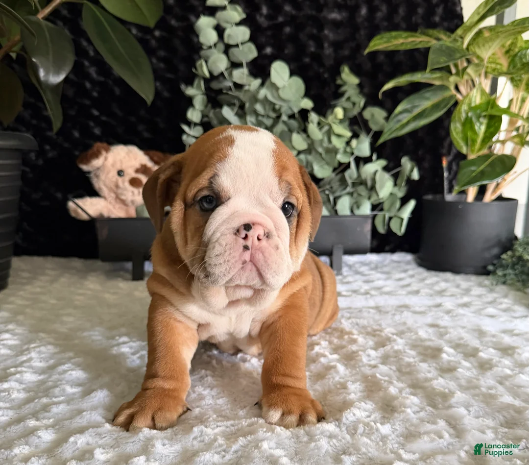 English Bulldog dogs for sale: Mack - Ad 5