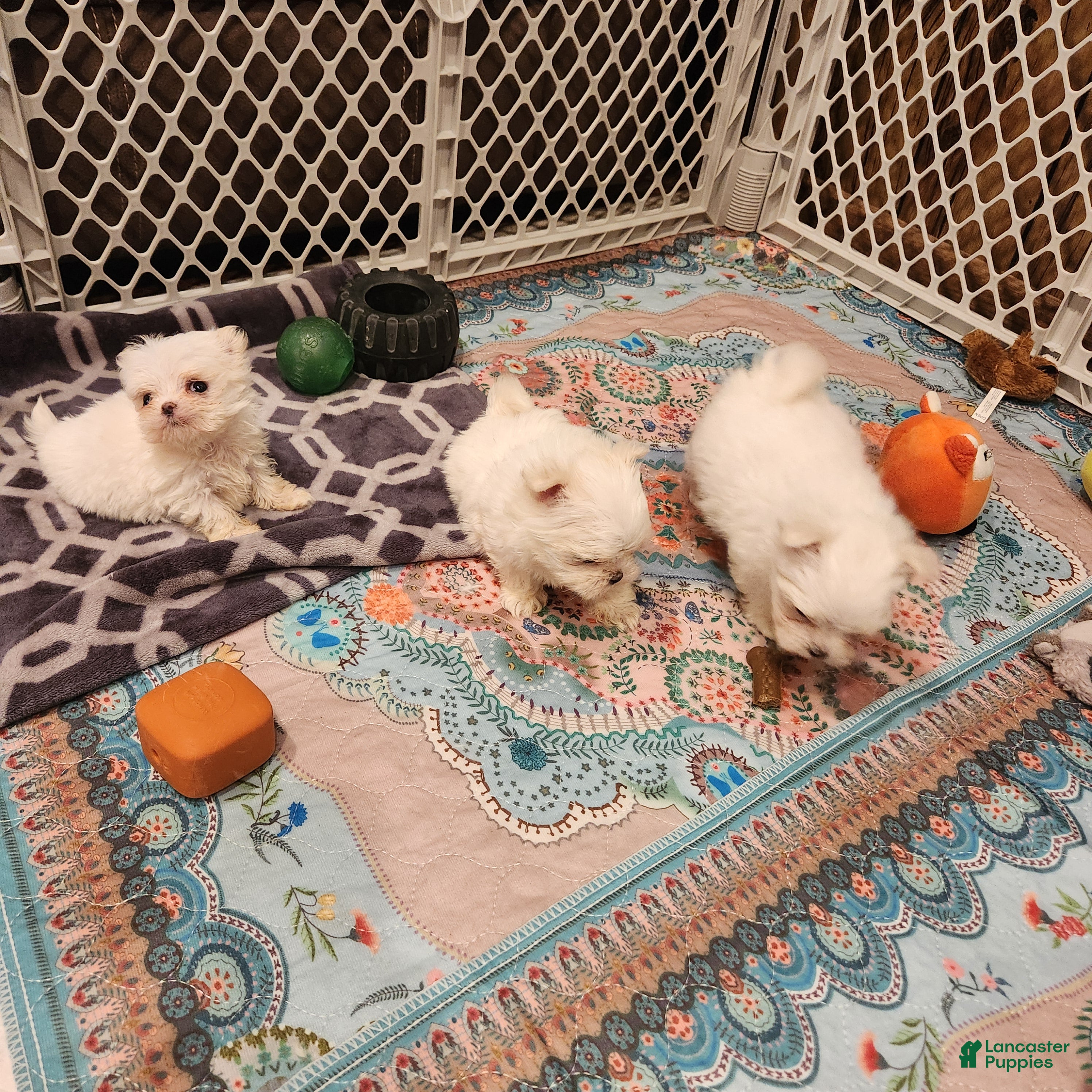 Maltese dogs for sale: Marshmellow - Ad 2