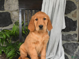 Golden Retriever dogs - Ad 40