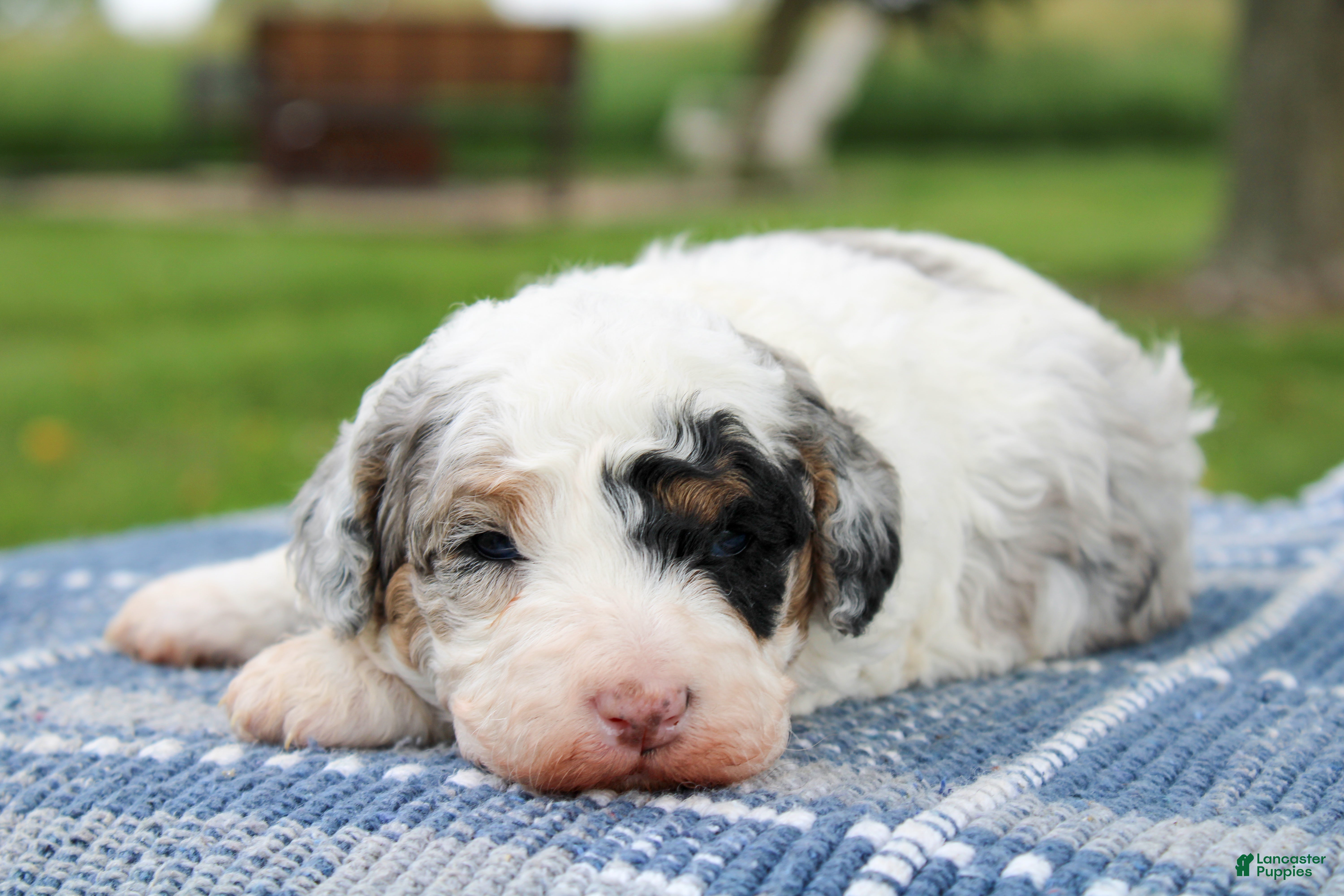 Tessie (Doodle / designer cross, Female) in Saint Joe, IN