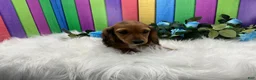 Dachshund dogs for sale: Dachshund Puppy 3 - Ad 4