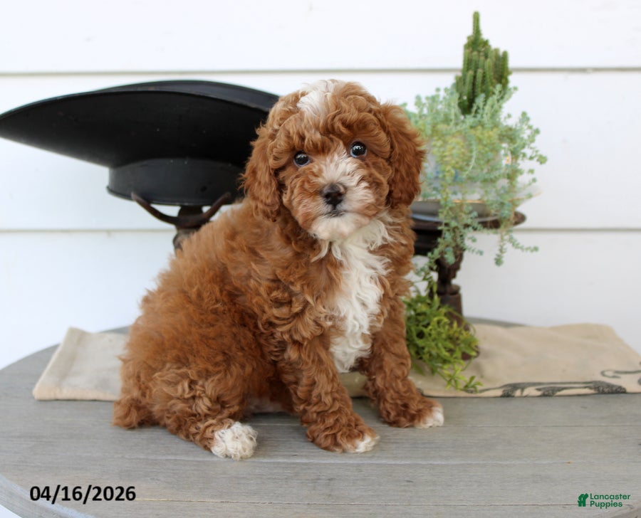 Toy Poodle dogs Peter - Ad 1