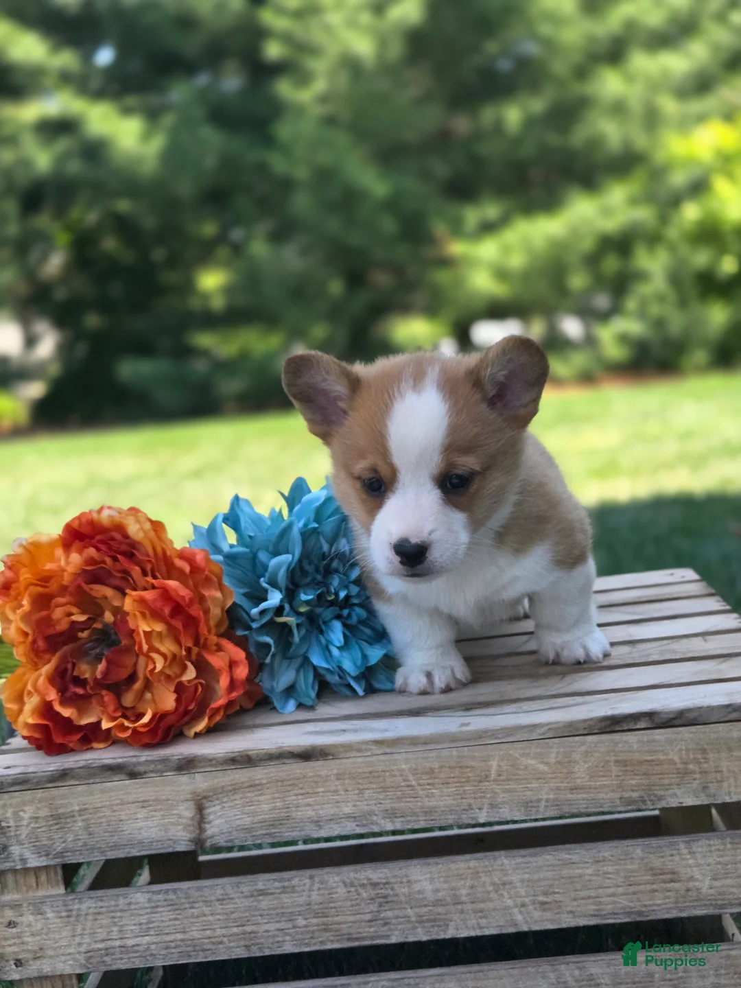 Welsh Corgi Pembroke dogs for sale: Sunny - Ad 2