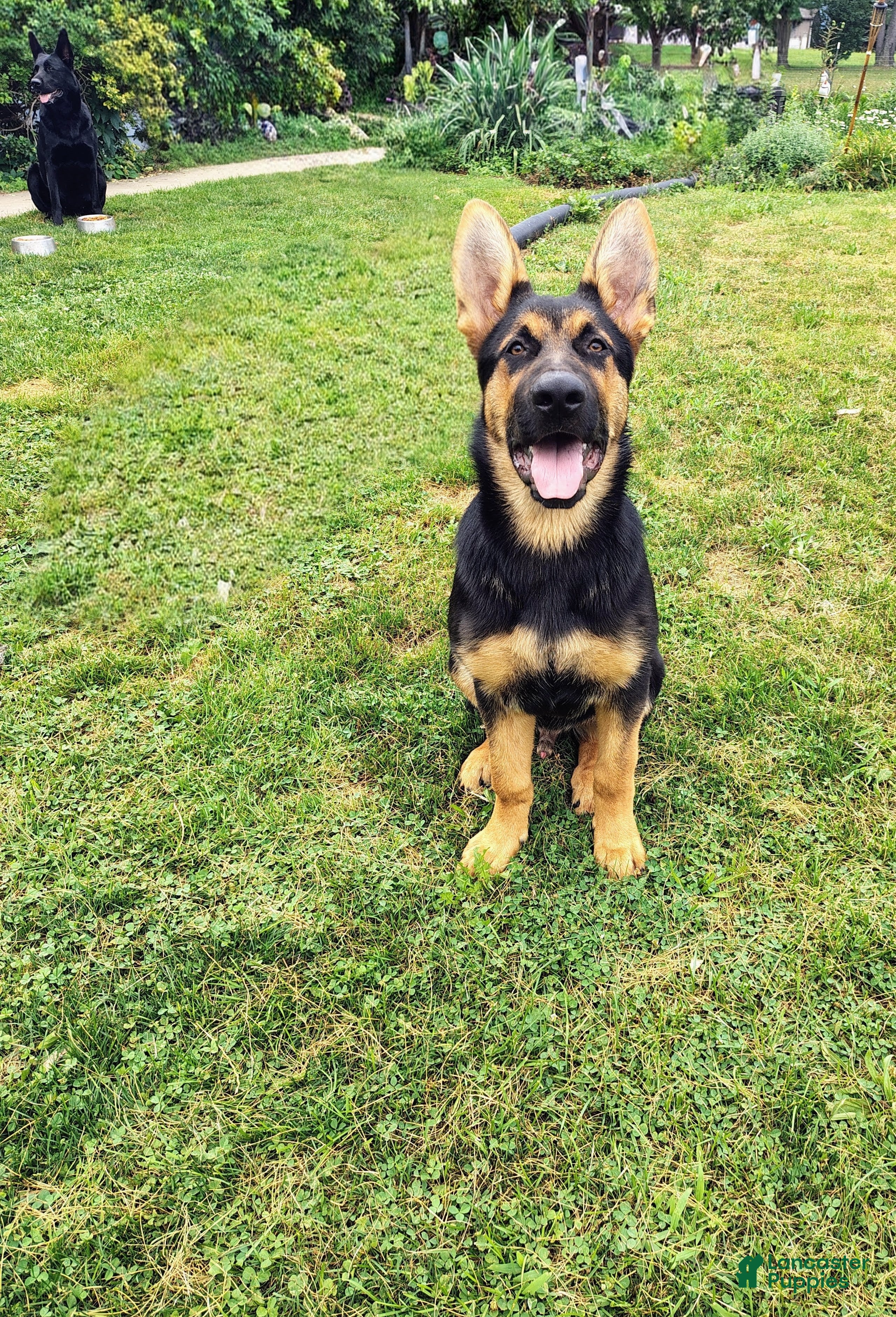 German Shepherd dogs  Prince - Ad 2