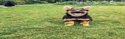 German Shepherd dogs for sale:  Prince - Ad 2