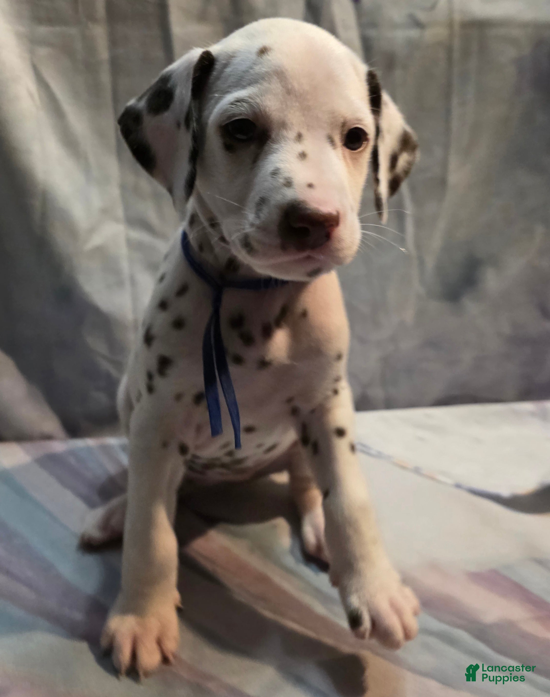 Dalmatian dogs Cocoa - Ad 1