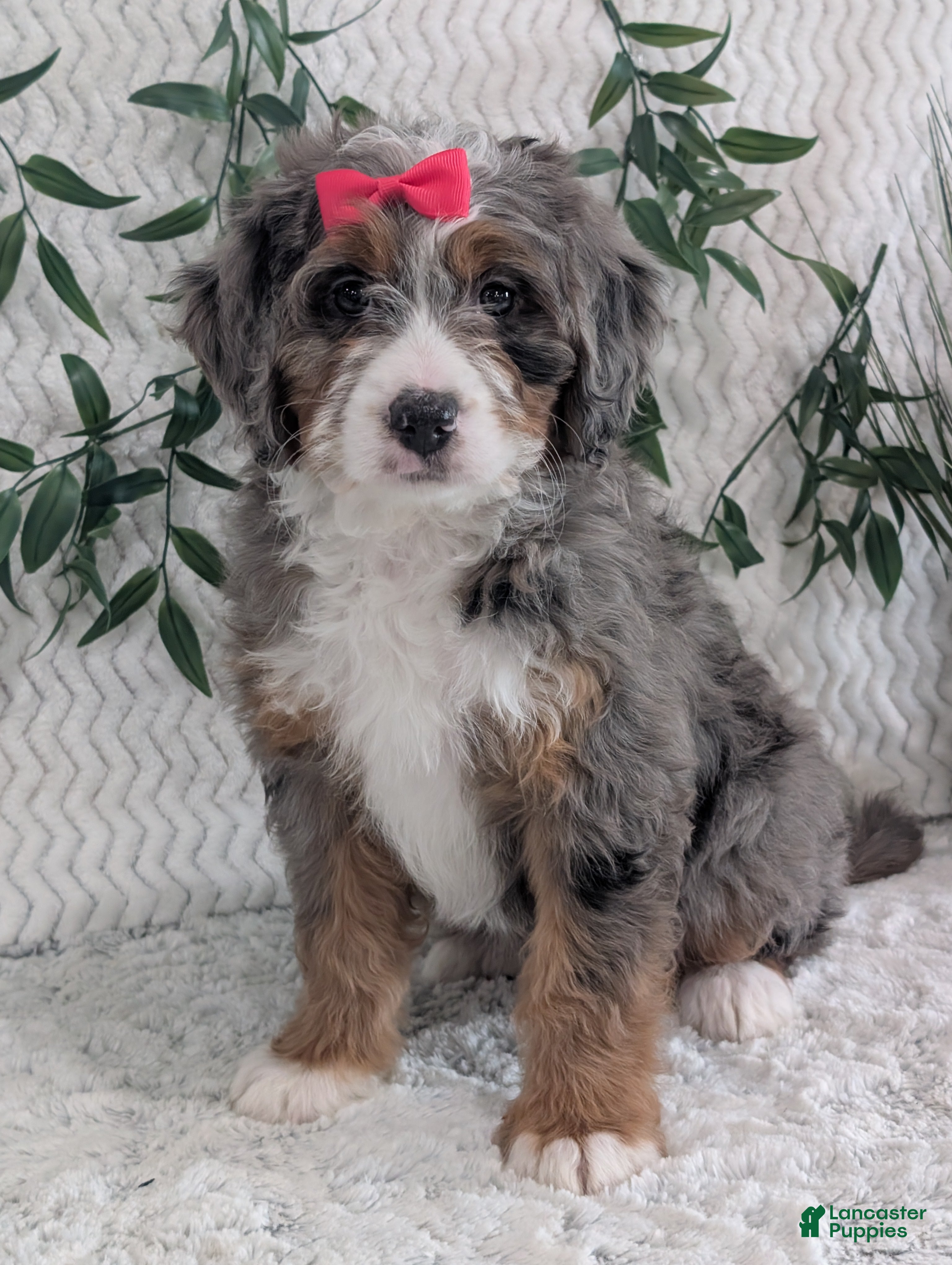 Mini Bernedoodle dogs Mini Darcy  - Ad 13