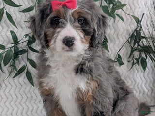 Mini Bernedoodle dogs Mini Darcy - Ad 13