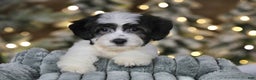 Teddy Bear dogs for sale: Elfie - Ad 3