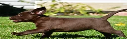 Labrador Retriever dogs for sale: Chino - Ad 9