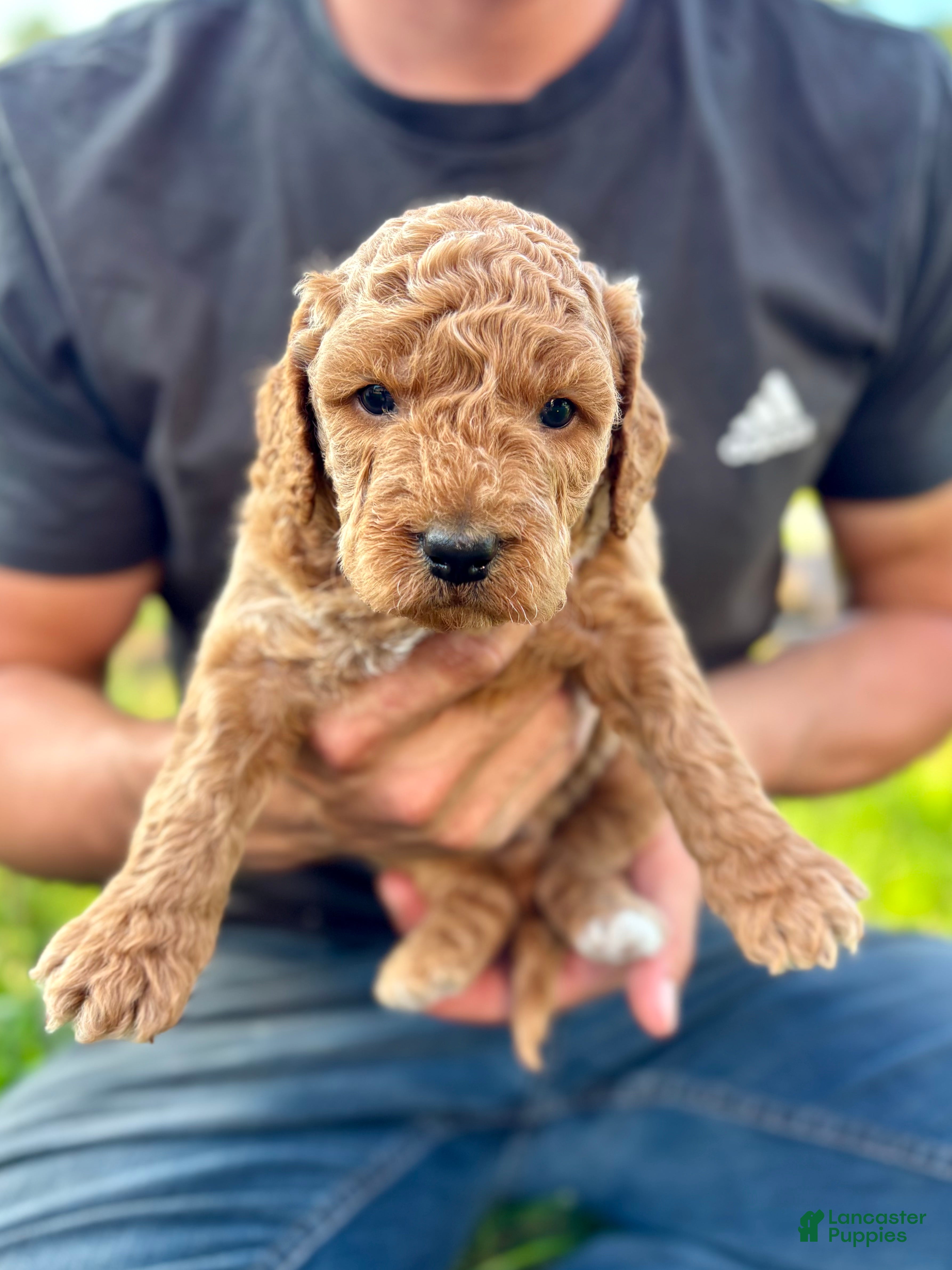 Mini Goldendoodle dogs Charlie - Ad 1
