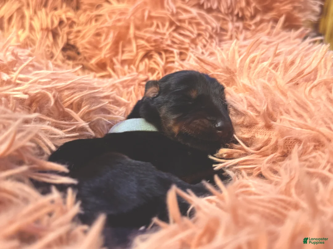 Doberman Pinscher dogs for sale: European Doberman Male (White Collar) - Ad 1