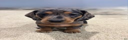Miniature Dachshund dogs for sale: Prissy Pants - Ad 1