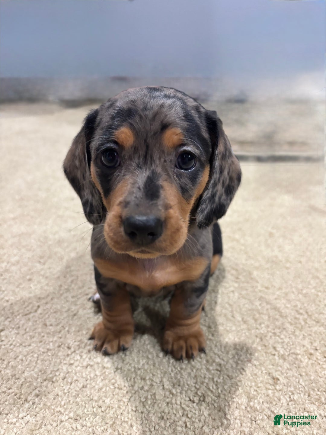 Miniature Dachshund dogs for sale: Prissy Pants - Ad 1