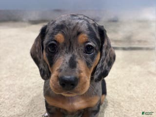 Miniature Dachshund dogs Prissy Pants - Ad 16