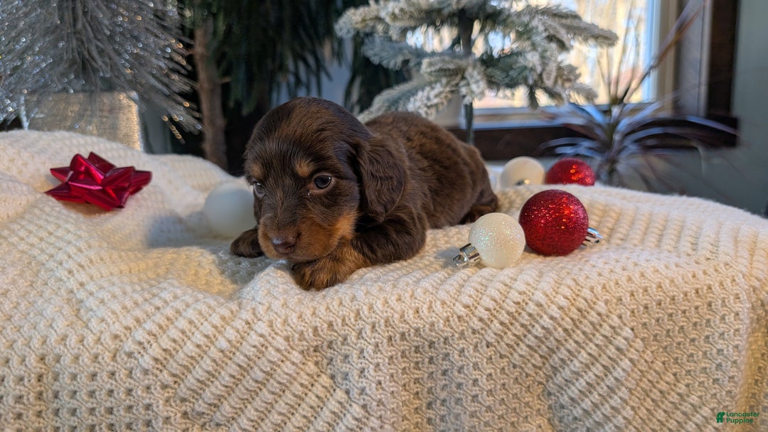 Miniature Dachshund dogs for sale: Ivy - Ad 6