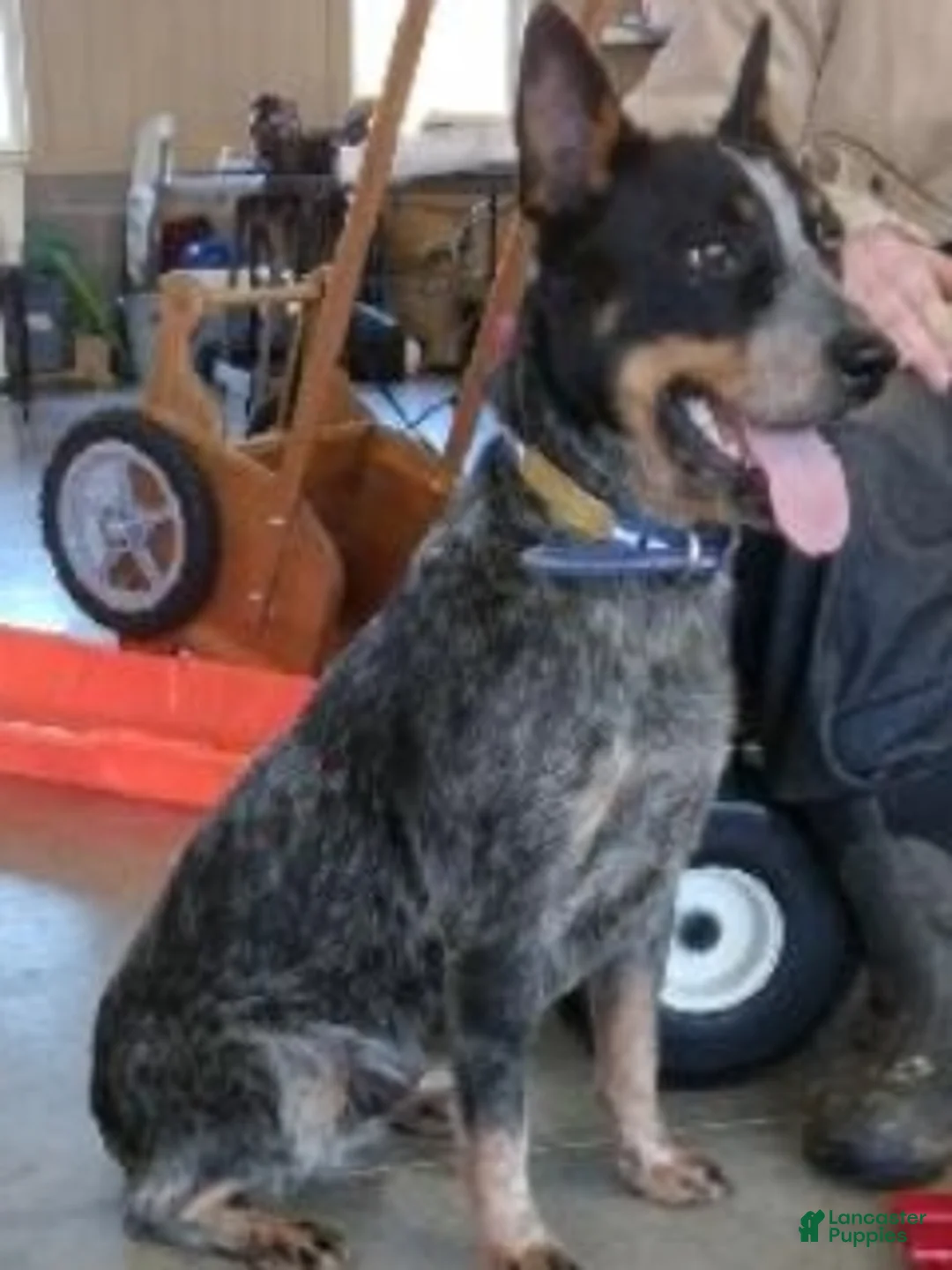 Australian Cattle Dog dogs for sale: Sparky  - Ad 16
