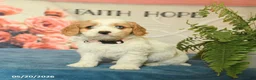 Cavapoo dogs for sale: Mandy - Ad 3