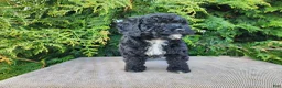 Mini Bernedoodle dogs for sale: Brock - Ad 5