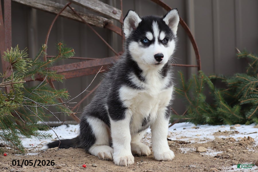 Siberian Husky dogs Murdock - Ad 31