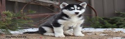 Siberian Husky dogs for sale: Murdock - Ad 1
