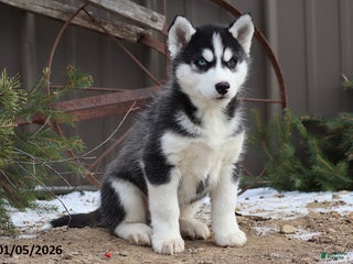 Siberian Husky dogs Murdock - Ad 33