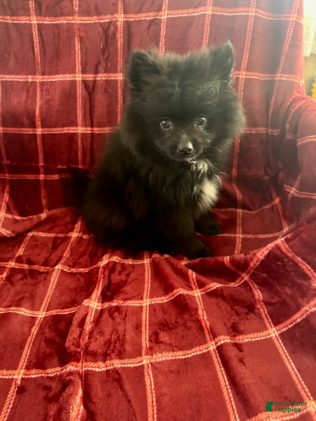 Mixed Breed dogs for sale: Hank - Ad 1