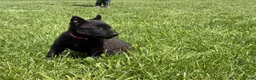 Belgian Malinois dogs for sale: Juneau - Ad 12
