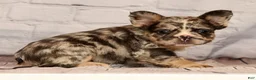 French Bulldog dogs for sale: GiGi - Ad 6