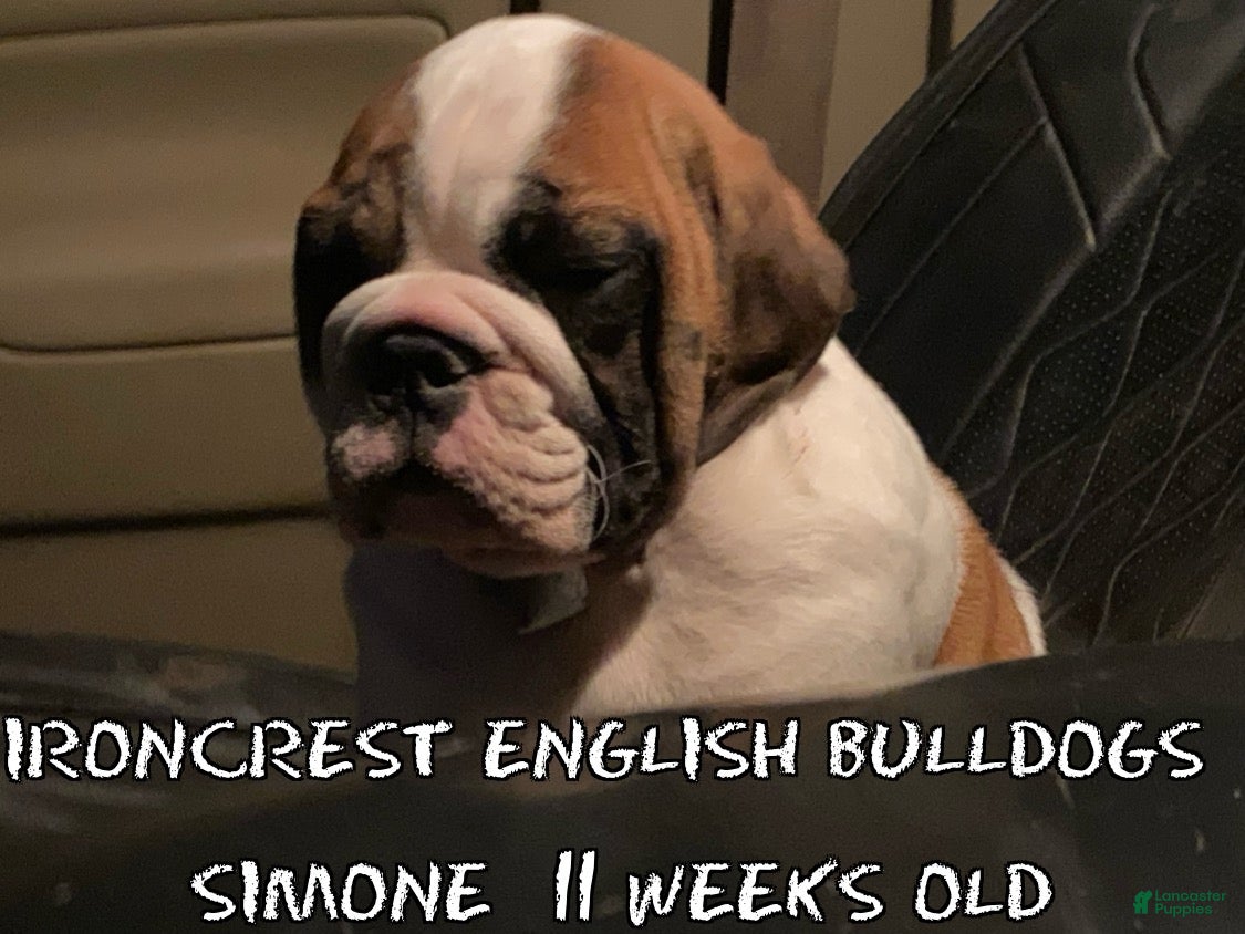 English Bulldog dogs for sale: English Bulldog Puppy 2 - Ad 1