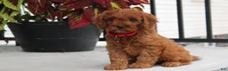 Cavapoo dogs for sale: Max - Ad 7