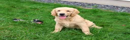 Golden Retriever dogs for sale: Giana - Ad 5