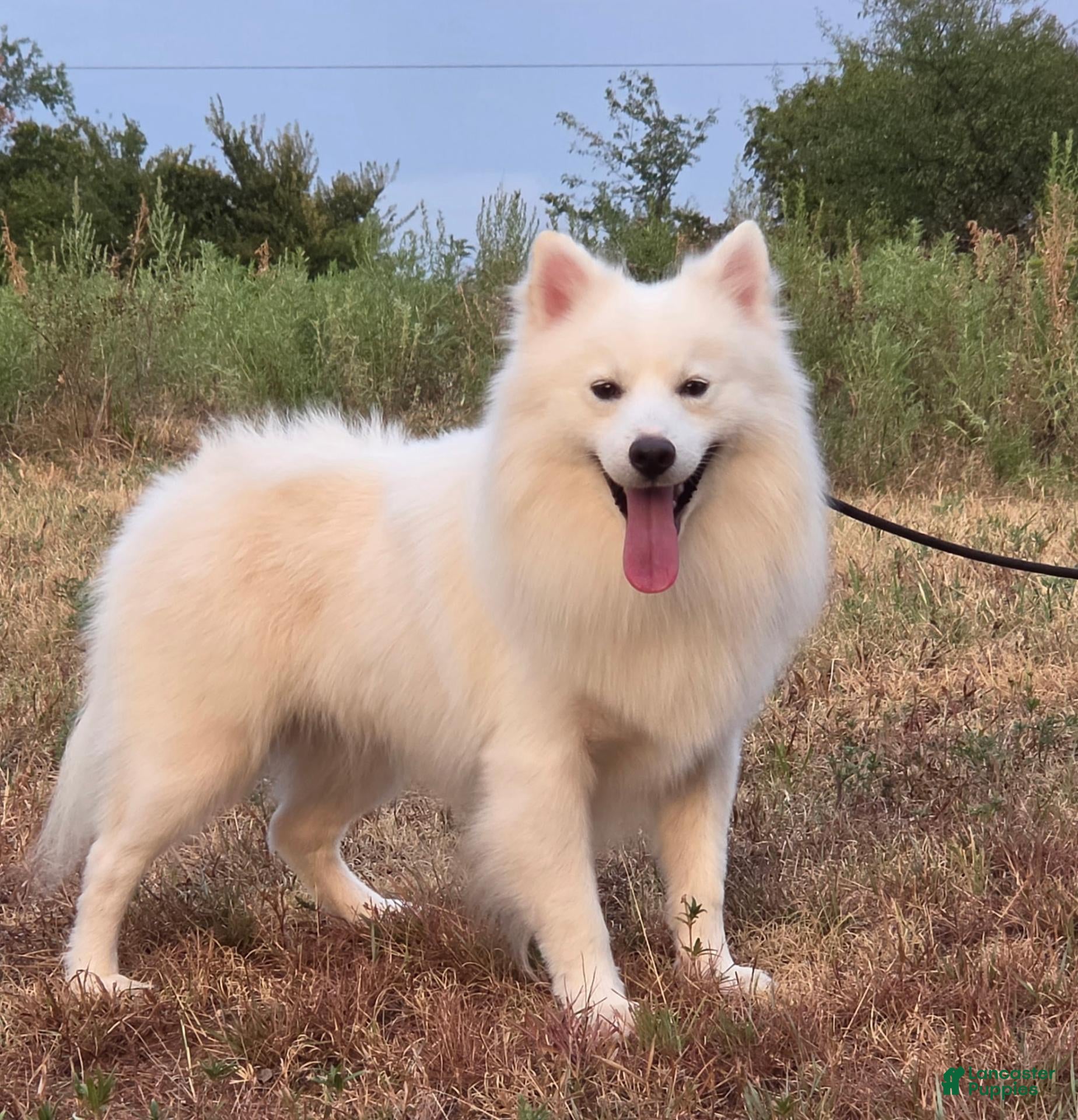 Pomsky dogs Aspen - Ad 4