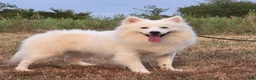 Pomsky dogs for sale: Aspen - Ad 1
