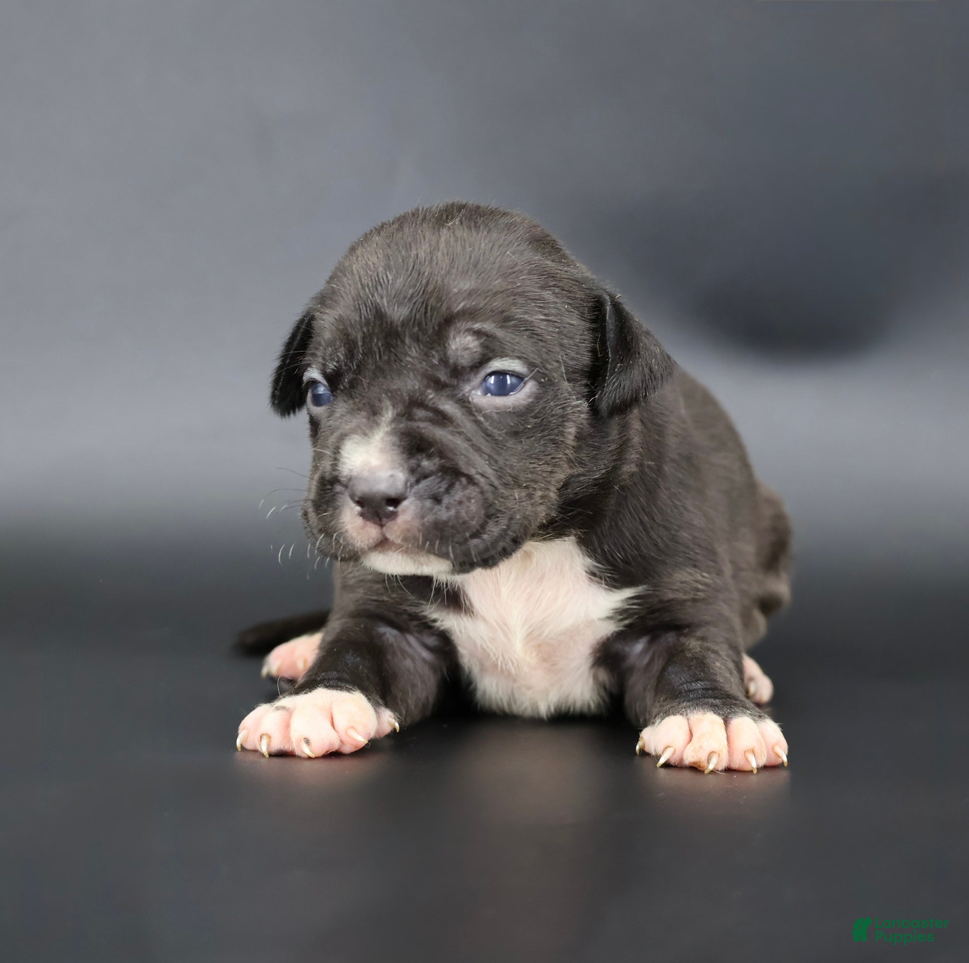 American Bully dogs Valentina - Ad 38