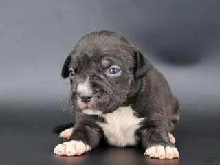 American Bully dogs Valentina - Ad 10