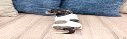Miniature Dachshund dogs for sale: Betsy - Ad 5