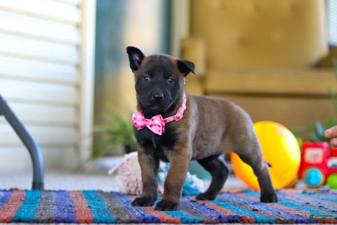 Belgian Malinois dogs for sale: Pumpkin - Ad 9