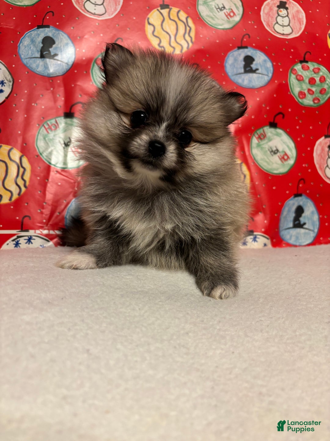 Pomeranian dogs for sale: Pomeranian Puppy 4 - Ad 1