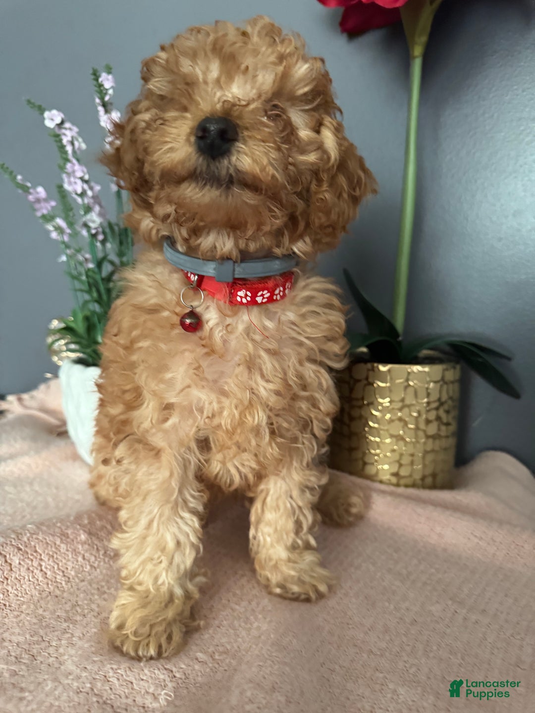 Miniature Poodle dogs for sale: Miniature Poodle Poppy - Ad 3