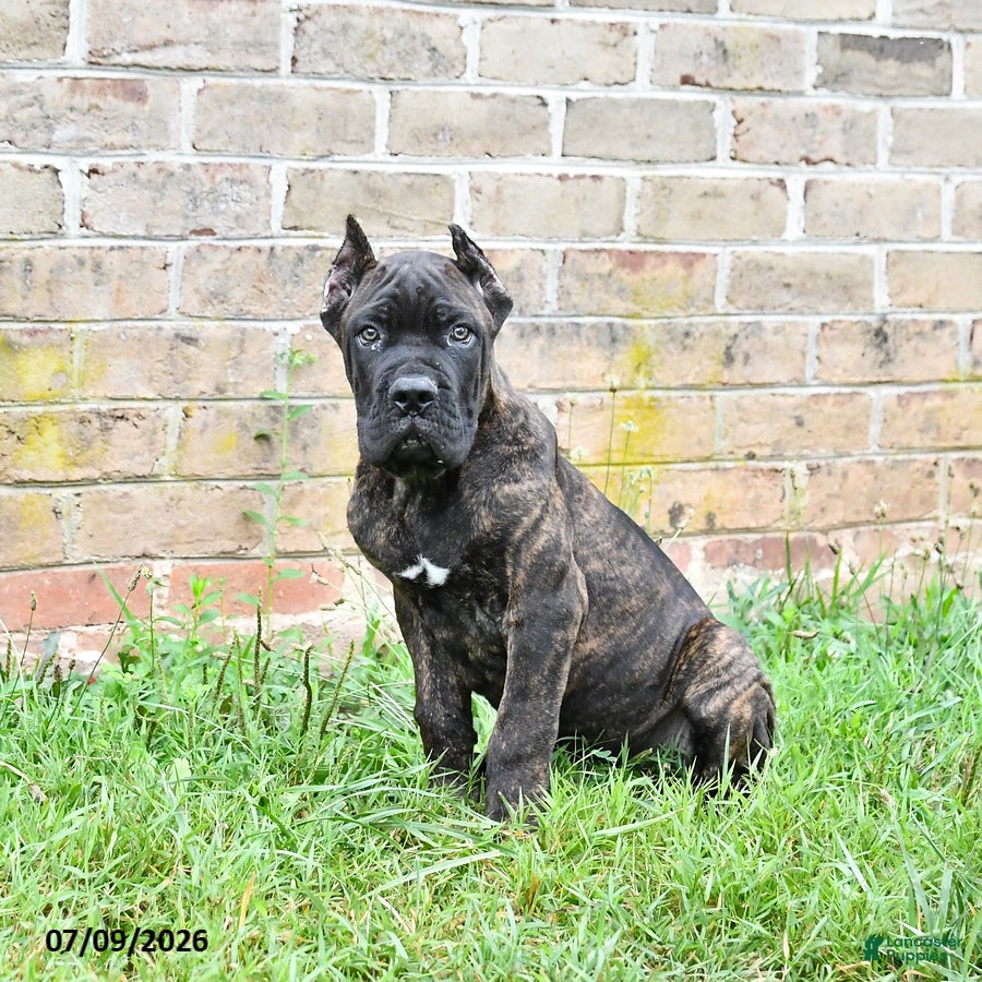 Cane Corso dogs Dawson - Ad 1