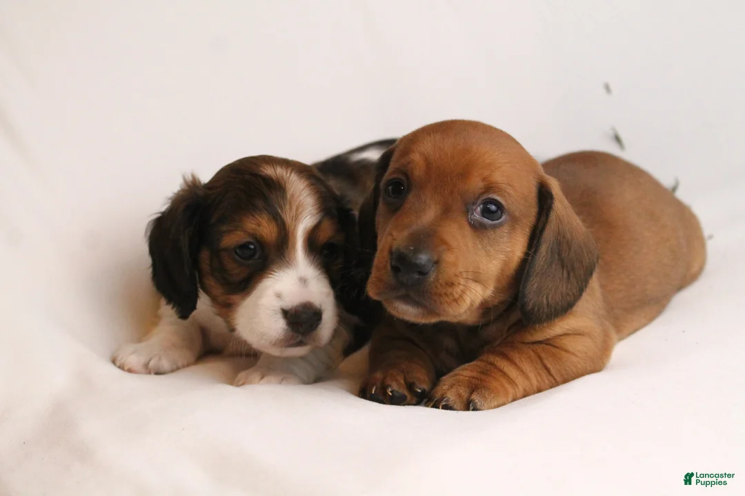 Dachshund dogs for sale: Valentine - Ad 10