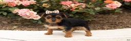 Yorkshire Terrier dogs for sale: Dobbin  - Ad 4