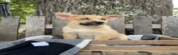Pomsky dogs for sale: Charlie - Ad 2