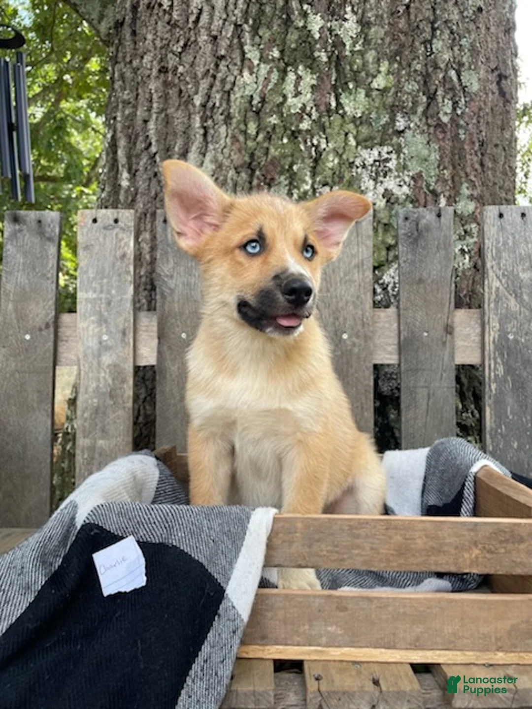 Pomsky dogs for sale: Charlie - Ad 2