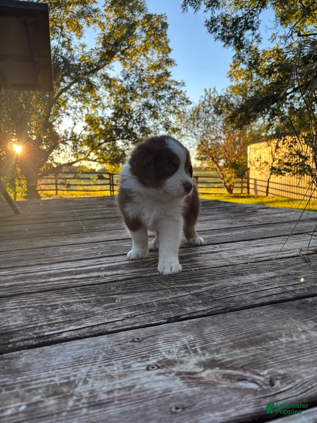 Australian Shepherd dogs for sale: Australian Shepherd 3 - Ad 2