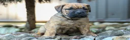 Beabull dogs for sale: Archie 🐶 - Ad 3